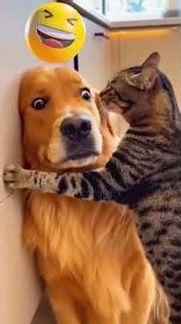 😂 Perros vs Gatos… la batalla más divertida de internet 😂