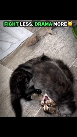 Kitten fights 😼😹