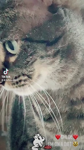 #funnycats #tabbycat #funnyanimals #funnycatvideo #fatcat #fatcatsoftiktok