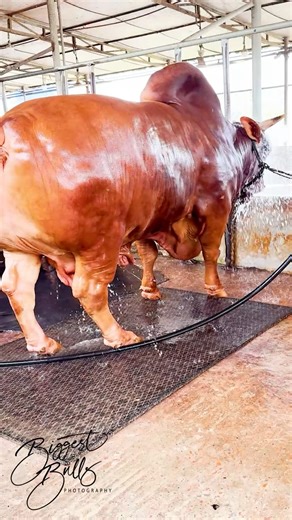Fiery red giant with a heavy muscled build | Biggest Bulls Photography
