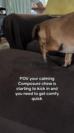 Let's be honest, most dogs don't need more energy. Composure helps promote calm behavior in dogs and is clinically shown to work within 30 minutes and last up to 4 hours!* Available now on Amazon. #dogcalming #dogsupplements #calming | VetriScience