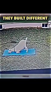 1.5K views · 9.6K reactions | Goat become a yoga master ☠️....... Subscribe for more shorts! Enjoy this Trollface shorts edit!  In this short, you’ll see hilarious “Moments Before Disaster” with a Troll Face twist. Related keywords: Trollface edit, Troll memes, Moments before disaster, Funny edits, Meme shorts edits. #trollface #troll #edit #viralshort #uhighx | Uhighx | Facebook