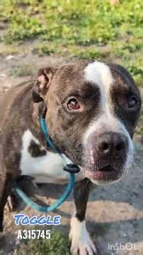 CACC - Toggle (A315745) - July 18 2026
