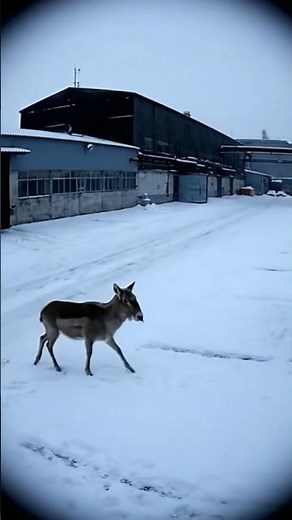 Unbelievable! Rare Saiga Antelope Spotted in a Snowy Industrial Zone. #cctv #wildlifeoncamera