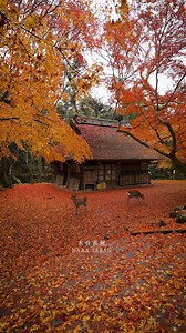 📍 Nara, Japan 🦌⛩️✨ Where ancient temples, peaceful gardens, and friendly deer create one of Japan’s most charming and historic atmospheres. From Todai-ji’s Great Buddha to Nara Park’s sacred deer, every moment here feels calm, cultural, and unforgettable. 🇯🇵🌿 Planning to visit Japan or explore Nara? Contact us👇 ✉️ japanichibantours@gmail.com | info@japanichibantours.com 🌐 japanichibantours.com 📞 WhatsApp: 81 90-3486-7744 📸 Instagram: japan_ichiban_tours | Japan Ichiban Tours