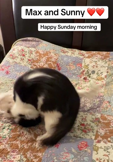 Maltese Dog and Cat: Best Friends in Rescue