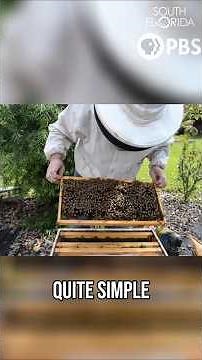 Why Bees Matter: Saving Florida’s Pollinators