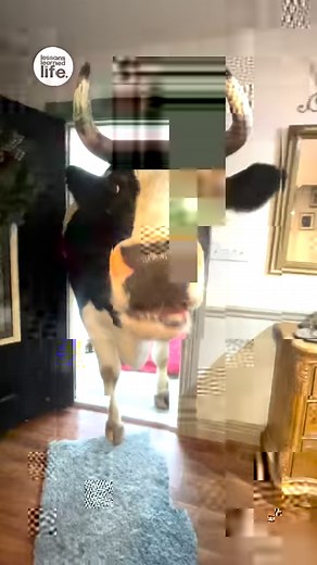 227K views · 1K reactions | A bull sees its own reflection for the first time  | Lessons Learned In Life | Facebook