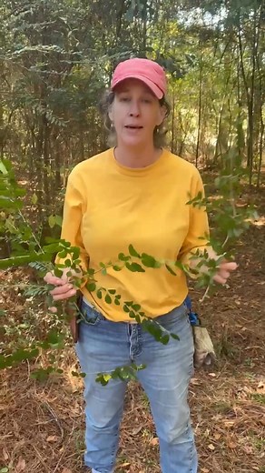 Here is some helpful info on how to identify Native Yaupon vs. Non-Native Chinese Privet. | Louisiana Native Plant Society