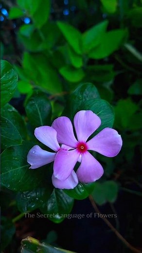 Floriography: The Secret Language of Flowers #flower #nature