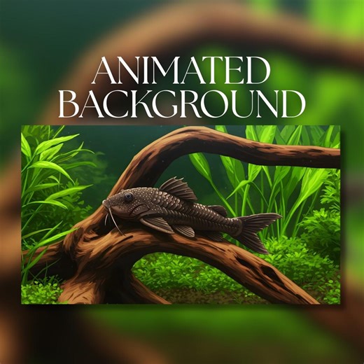 Animated Background | Bristlenose Catfish on Driftwood | Calm Aquarium Background | MP4 Digital Download | AB503 - Etsy UK