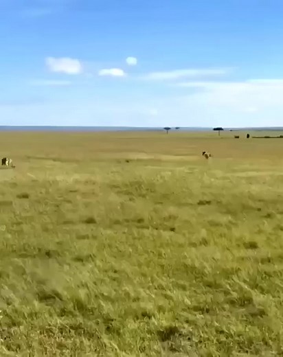 Lioness attack on cheetah . . . #lioness #lions #attack #trendingreels | Naturevirals