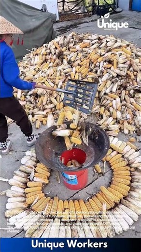 Corn shelling: separating corn kernels from the cob with a tool