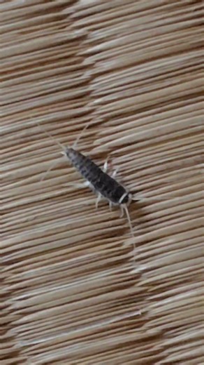 顔のシミではなく、僕 虫のシミだよ‼️
