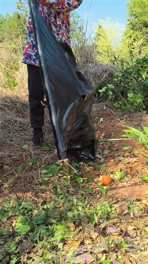 Tree Protection Techniques