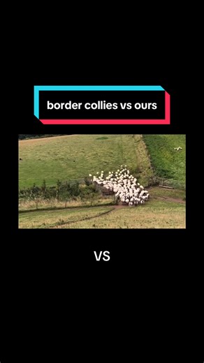 Border Collies: A Fun Comparison with Our Puppy