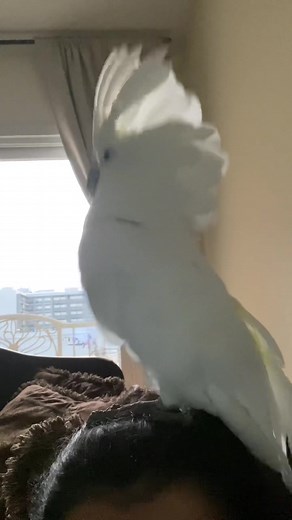Blue the Cockatoo على TikTok