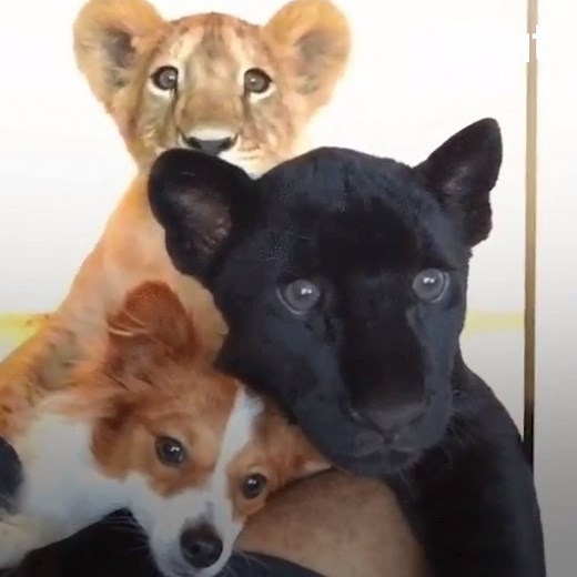 Black panthers are actually leopards. Their only difference: they have melanism. | Brut nature