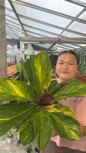 Live selling in Indonesia✨ PH Hub: Toril, Davao City Arrival in PH Hub: February 14, 2026 ‼️Please only do transactions with Cumi’s Garden with a BLUE BADGE. Thank you‼️ 🌱Mode of payment🌱 GCASH AND PALAWAN Name: Glory Ann Morandante Contact number: 09667716340 | Cumi’s Garden