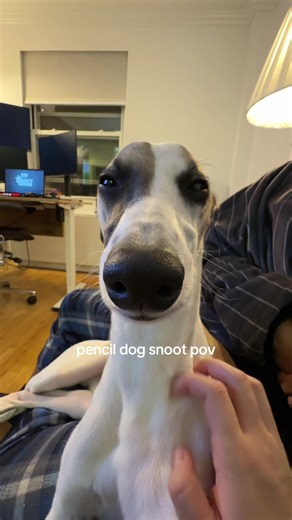 Understanding Whippet Dogs: Traits and Temperament