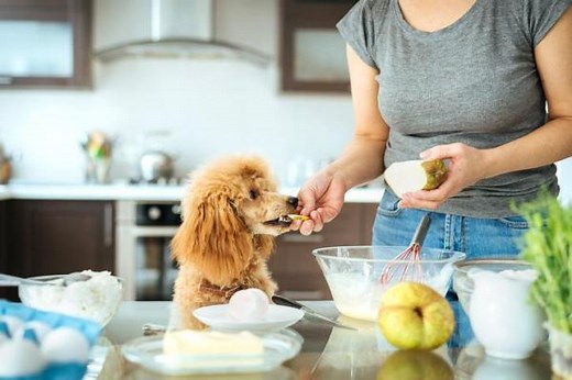Can Dogs Eat Pears? - With Fruits Dogs Can & Cannot Eat