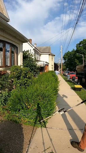 Trimming Row of Hedges - Stihl Hedge Trimmers-000 | Mini Lawncare