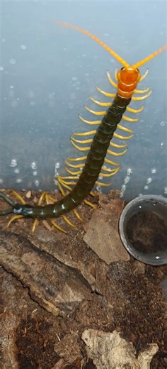 Scolopendra heros trying to escape... #bug #centipede #scolopendra #giantcentipede