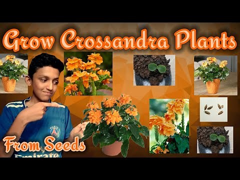 How to grow Crossandra Plants from seeds? With successfull updates || Gardening Tip On Crossandra ||