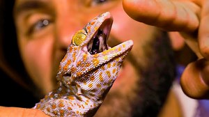 What really happens when a gecko bites