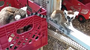3.5K views · 292 reactions | Our youngest ring-tailed lemur is starting to explore, but never too far from mom or his big sisters. | Lemur Conservation Foundation | Facebook