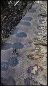 143Giant python skin care is incredible _archaeologist antikcagtarihi arkeoloji archaelogy hazineavcısı archeologist antiktarih ancienthistory ancientmosaic ancientrome archeologi | Esther R. Riddle