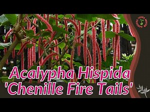 ACALYPHA HISPIDA 'CHENILLE FIRE TAILS' Information and Growing Tips!