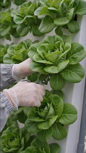 Vertical farming and harvesting in Green house