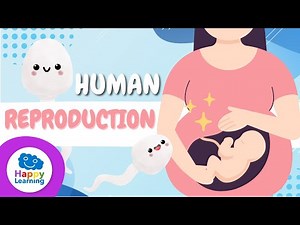 🧬 Human Reproduction Explained | Educational Videos for Children | Happy Learning