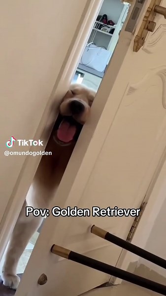 Golden Retriever Puppy POV: A Day in Their Life
