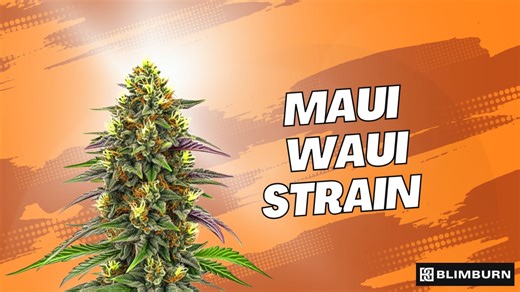MAUI WAUI STRAIN