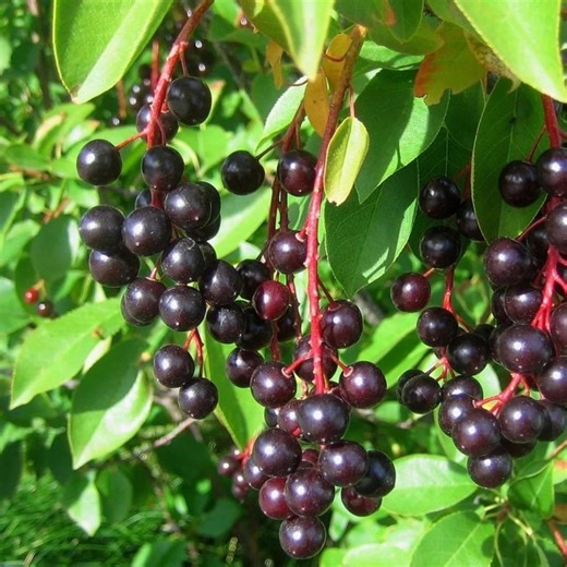 20  Black Chokecherry Seeds | Prunus Virginiana Native Tree Seeds - Etsy