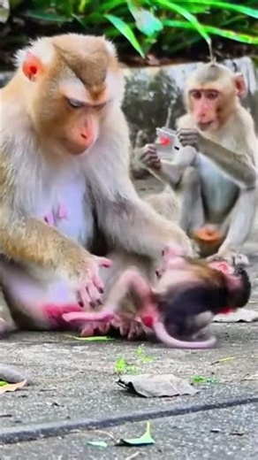 The mother monkey weans her baby in an incredibly skillful and adorable way | Monkey Documentary
