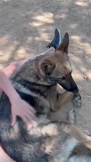 Dante genießt seine Streicheleinheit #tiervermittlung #zuhausegesucht