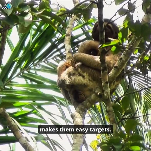 10 Animals So Bizarrely Dumb, You'll Wonder How They Survived Evolution! | Weird World