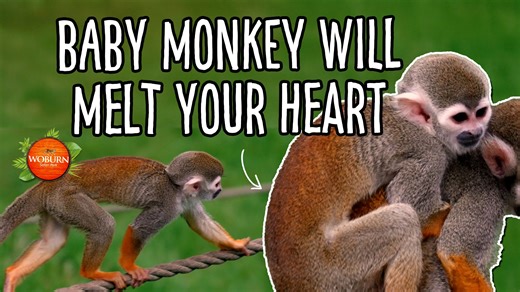 🌻Spring has sprung, and we're going wild with some monkey mayhem! Keepers were delighted to welcome a new arrival back in December - a baby Guianan squirrel monkey called Stripe. 🐒🍃 Keeper Karla is here to give you a behind-the-scenes look at how this little one has been settling in, bonding with the troop, and exploring his new jungle home - as well as some of the daily husbandry that goes into taking care of these cheeky monkeys. 🐵♥️ 📍The troop of Guianan squirrel monkeys can be seen swin