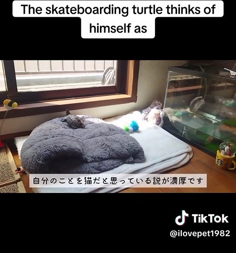 I LOVE PET on TikTok