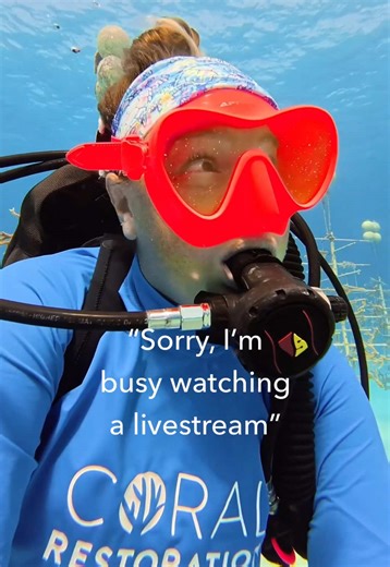 POV: your favorite live stream is restoration divers bringing coral reefs back to life 🤿🪸 🎥: Ashley Zeitchick for Coral Restoration Foundation #coralrestoration #livestream #savethereef