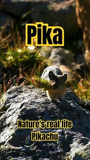 Pika - Nature's Real Life Pikachu