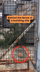 Meet Pizza 🍕, the street kitten who found her forever home on a pizza night! Now joined by her sister Luna 🌙, these two are the purrfect pair. See more @pizza_and_luna #GingerCat #orangecats #rescuecat #catstory #adoptdontshop #catreels | Cats And Kittens