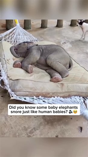 Elephant Rescuers on Instagram: "Baby elephants snoring is a surprisingly common and endearing behavior. Like humans, they can make loud, rumbling snores while sleeping, especially after a long day of playing, exploring, or feeding. Their snoring happens because of their large nasal passages and soft tissue in their trunks and throats, which vibrate as they breathe deeply. It’s a sign that the baby elephant is relaxed and feeling safe in its environment. Credit unknown Please DM us for credit #w