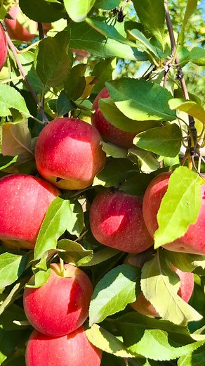 126K views · 3.8K reactions | Yummy Apples! Fruit Season! Favourite Orchard!  #apple #delicious #funtime #appleorchard #picking #amazing #orchard #summer #summerfruit #summerfood #beautiful #usa #bd #bdcommunity #reels2024viral | It’s Amirah’s Diary | Facebook