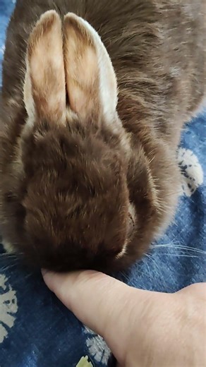 指の隙間に顔を埋める。ウサギのユリ