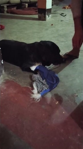 #Garibi #Sabko #Satati Hai #Labrador Naam Bulldog