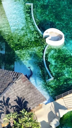 France’s last two captive orcas were filmed stranded in an algae-infested marine park near Cannes months after closing, leaving the fate of the marine mammals uncertain. | New York Post